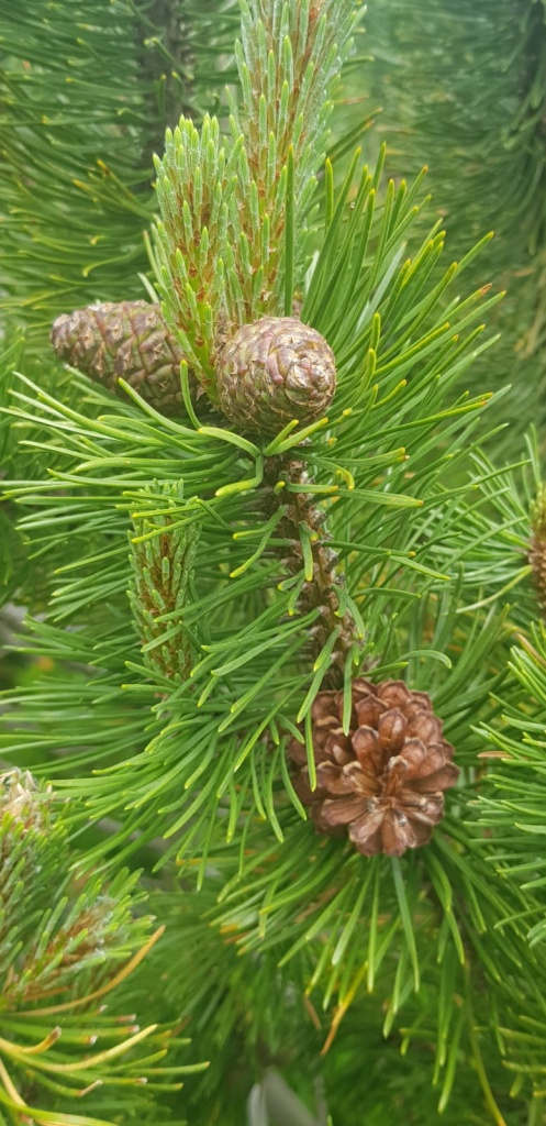 26
